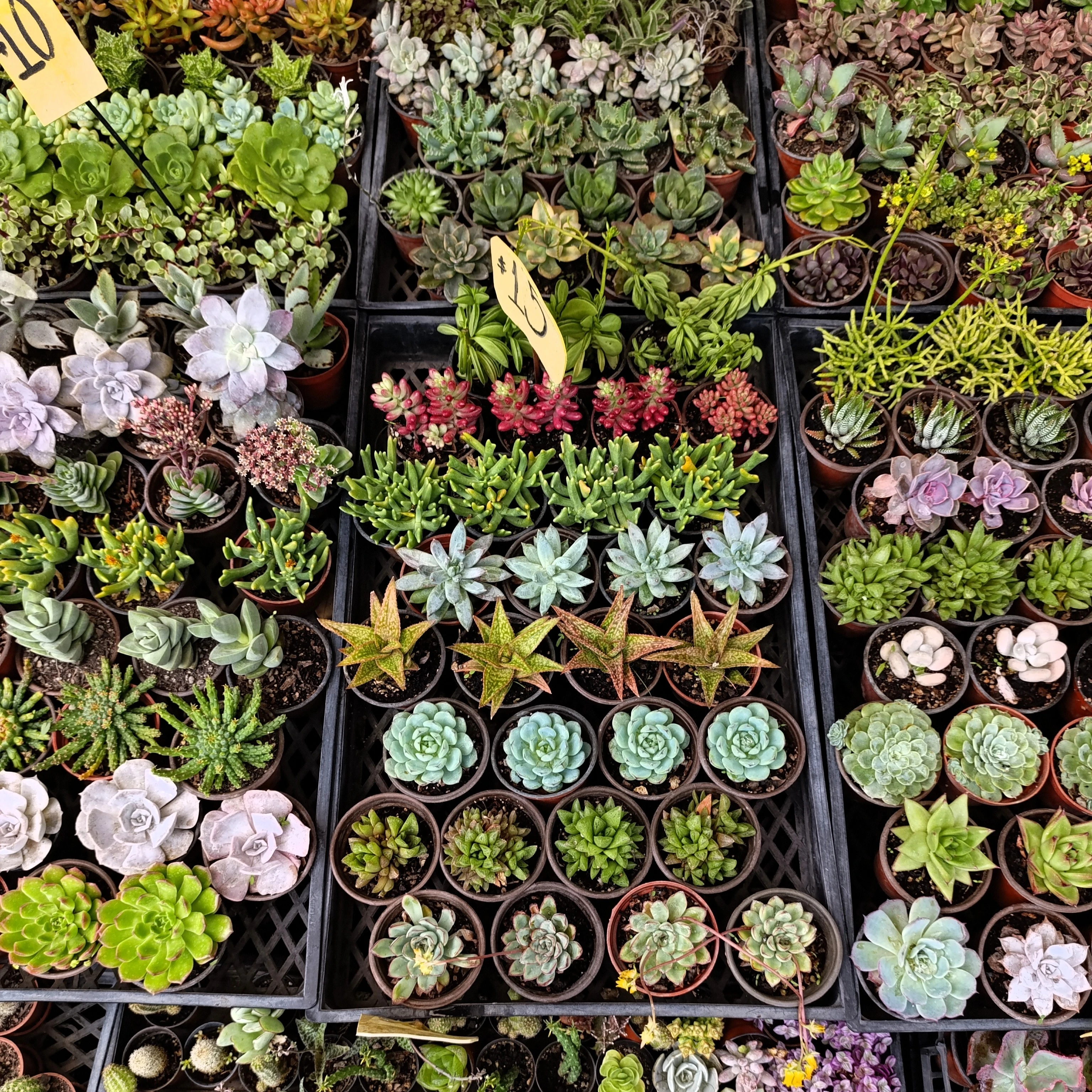 Cactáceas disponibles en Exposición Permanente Madreselva