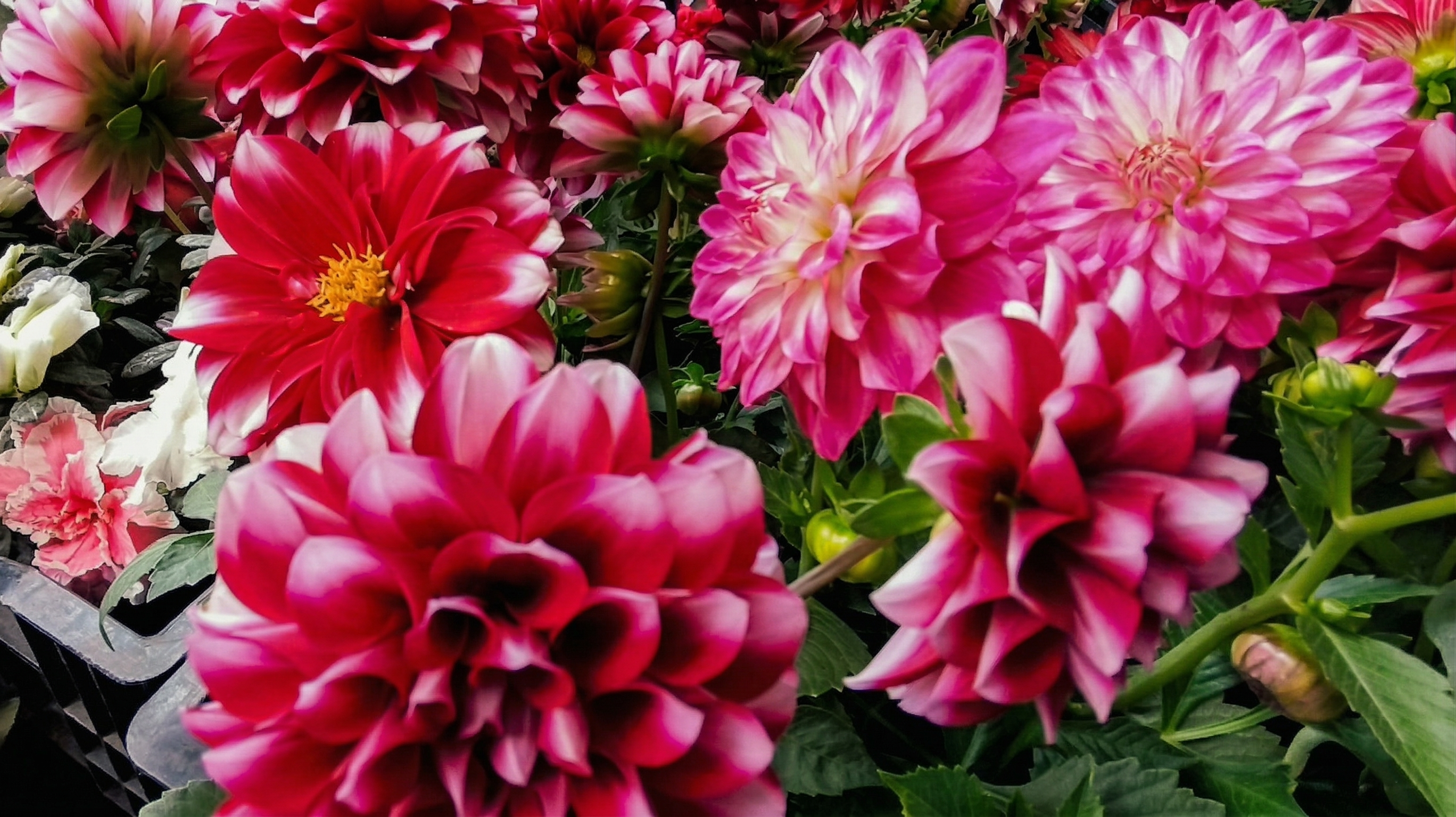 Dalias en Exposición Permanente Madreselva