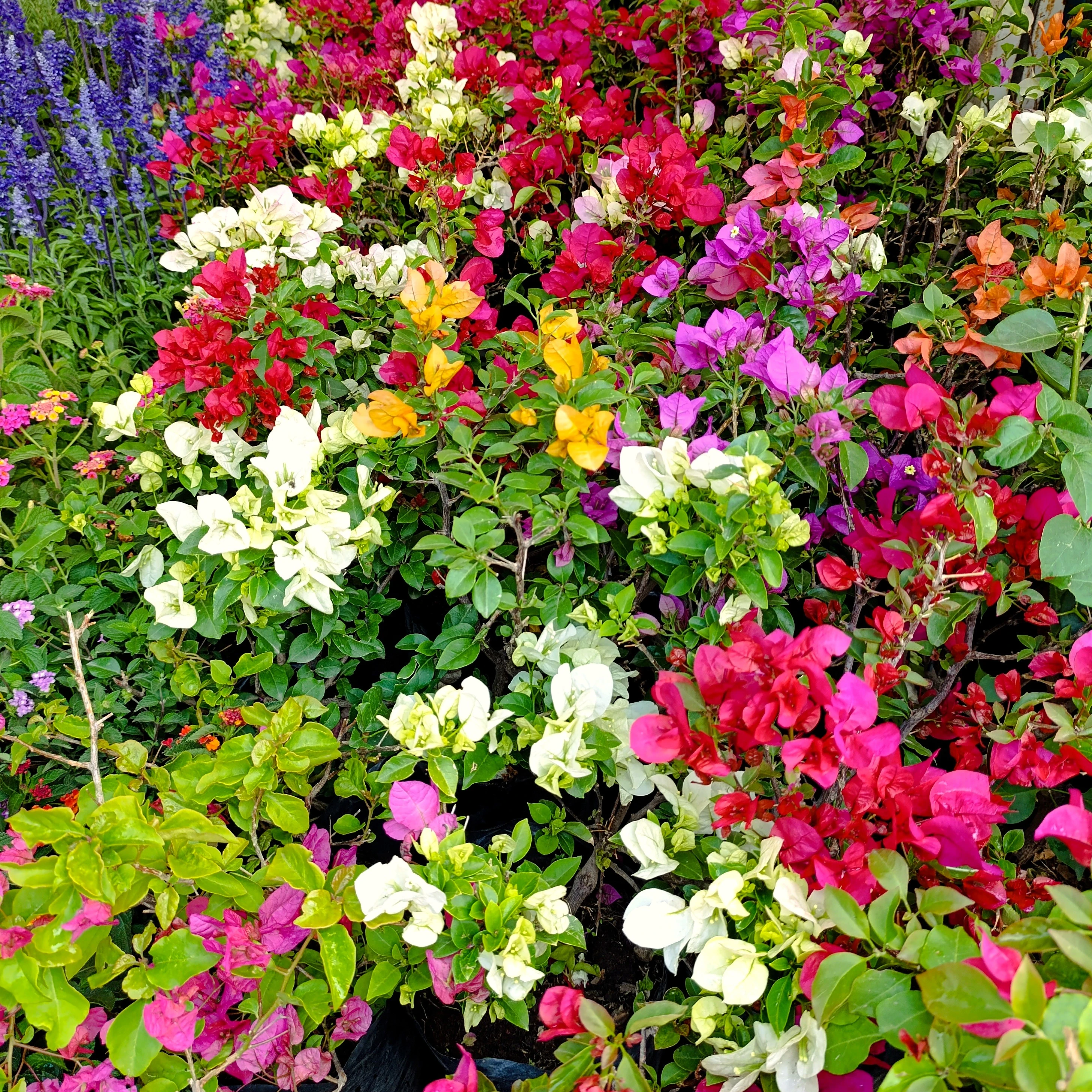 Flores disponibles en Exposición Permanente Madreselva