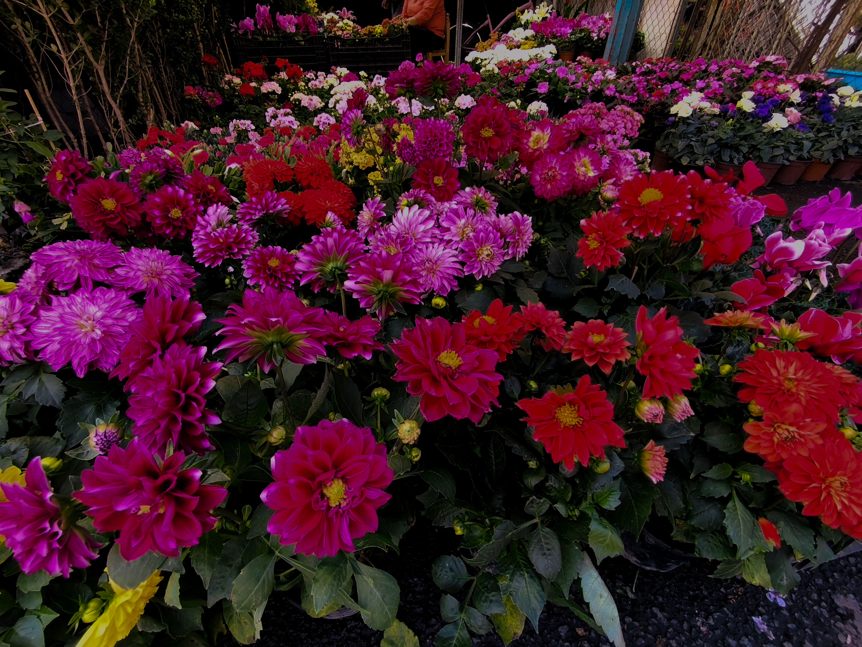 Fondo de flores vibrantes