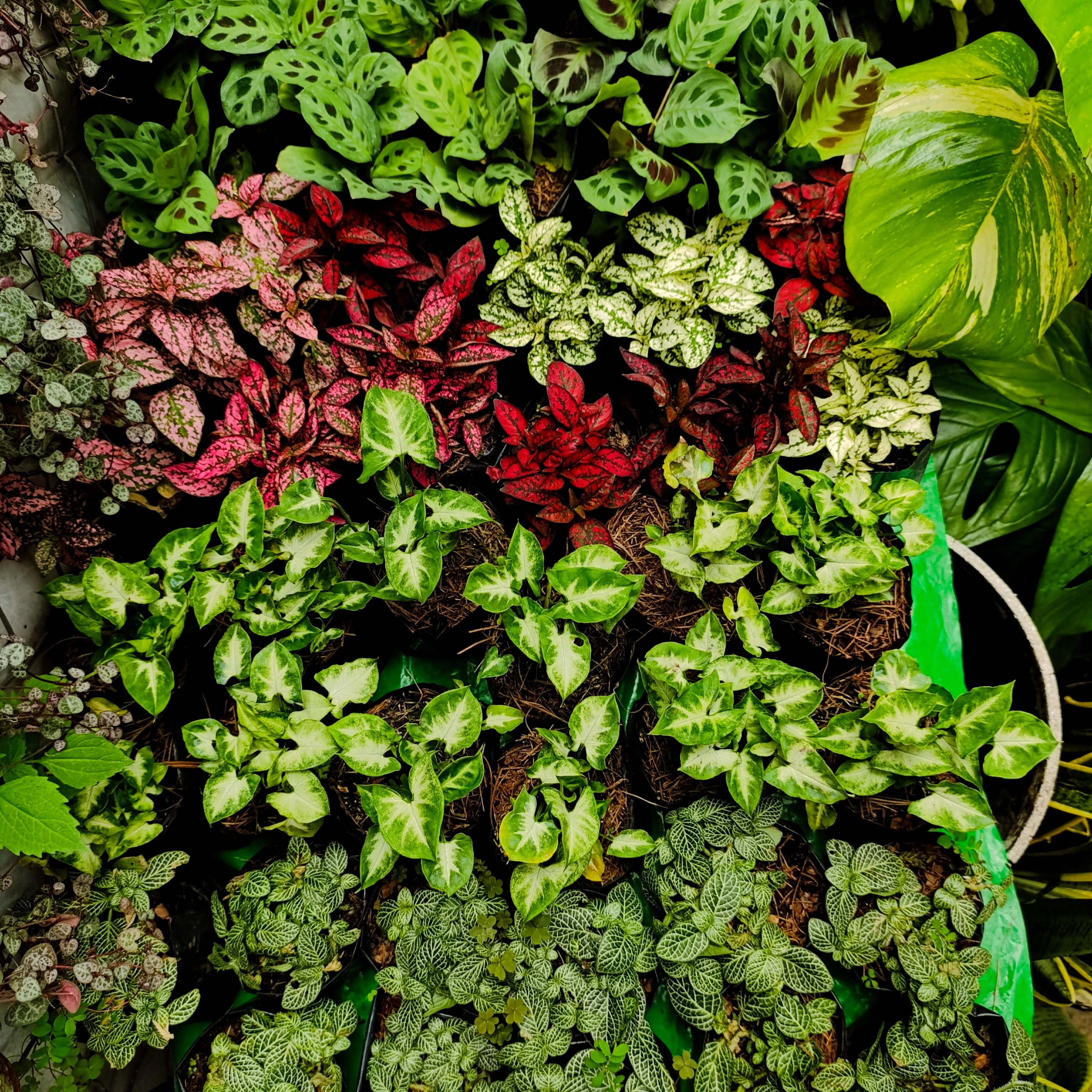 Plantas de Interior disponibles en Exposición Permanente Madreselva