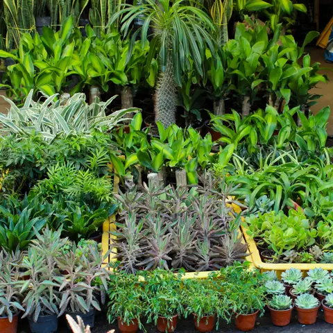 Plantas de Exterior disponibles en Exposición Permanente Madreselva, imagen 1